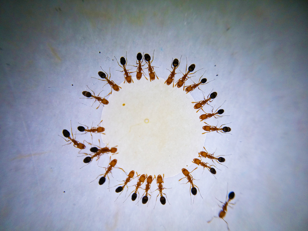 ▲螞蟻很容易被蜂蜜黏住，而圍成一圈，無法回巢通報  圖片出處 : pixabay