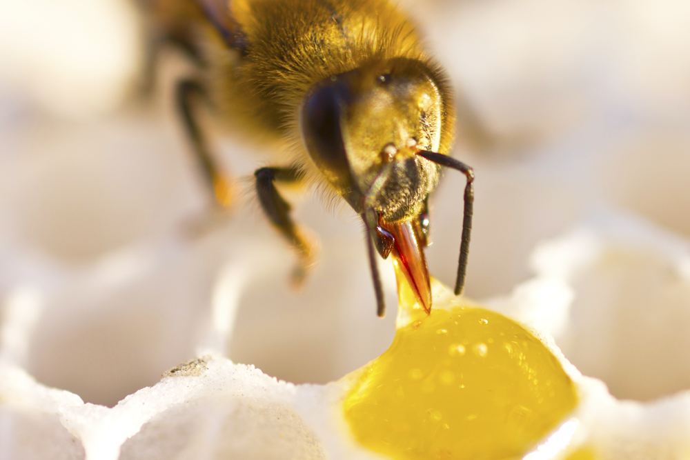 [ 宏基蜂蜜 ] 內勤蜂將花蜜含在口中轉動，充分與唾液混合，吐至巢房中不斷吐出吸入，為釀蜜最重要的步驟